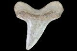 Cretaceous Cretoxyrhina Shark Tooth - Kansas #71748-1